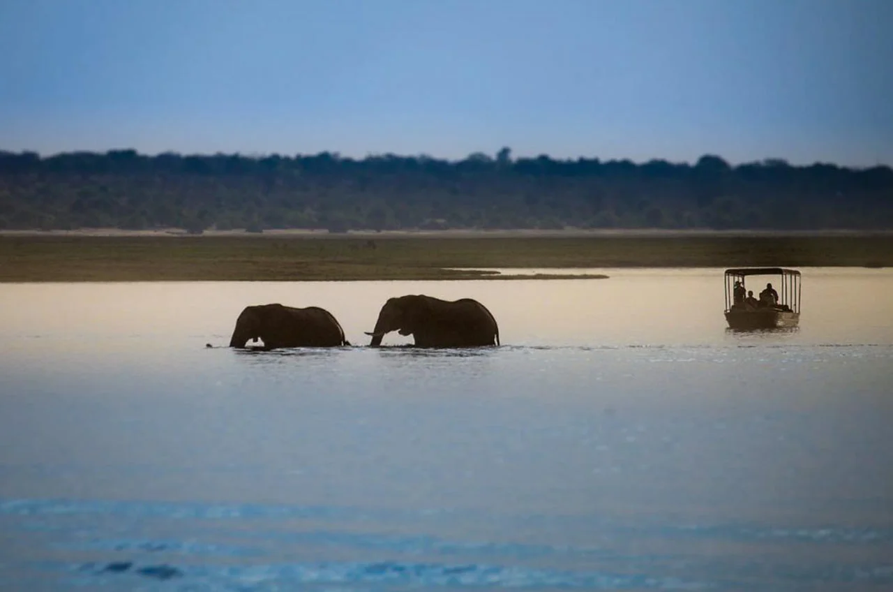 Elephants near the coast