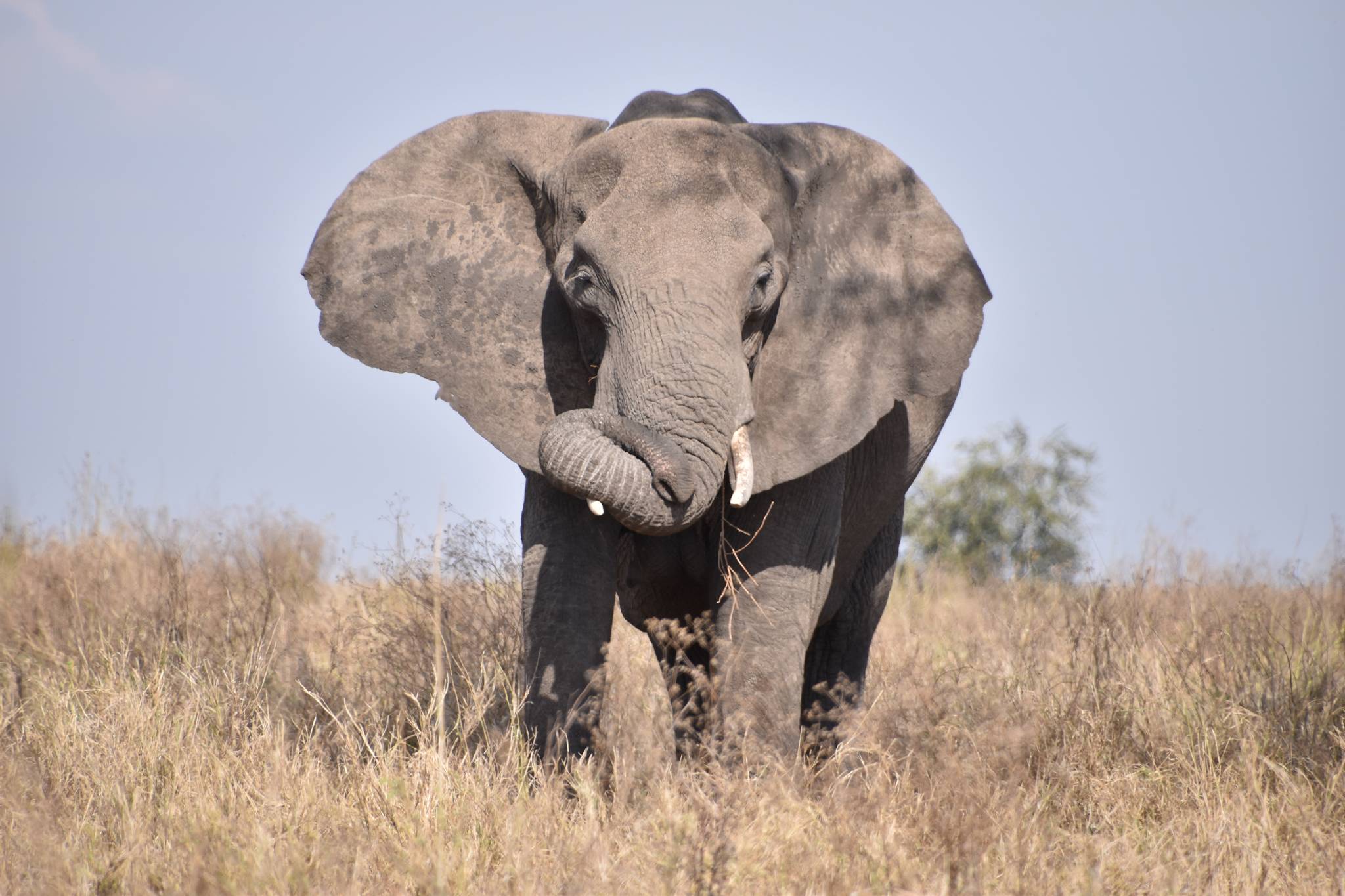 Serengeti_Central_Elephant_Knot