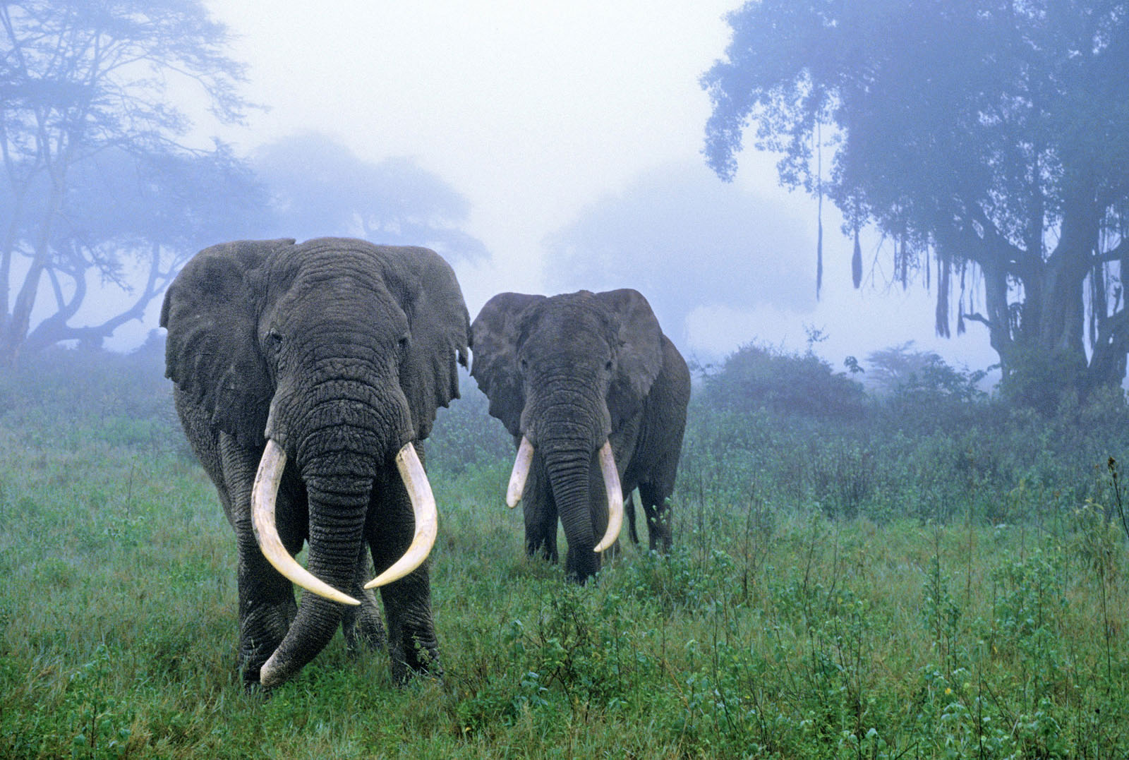 African Bush Elephants in Mist